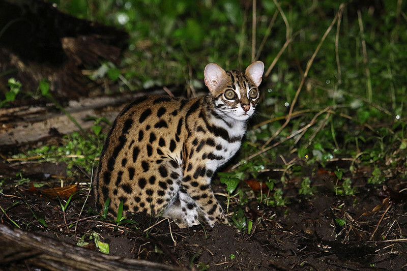  Бенгальская кошка