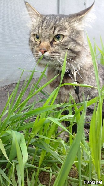 моё лицо утром в понедельник 