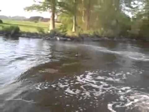 Гусь-бумеранг