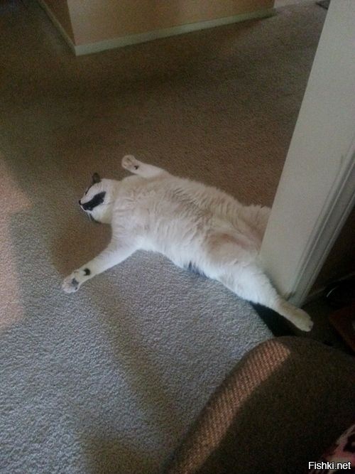 -Хозяйка, ты это, хирургу не звони