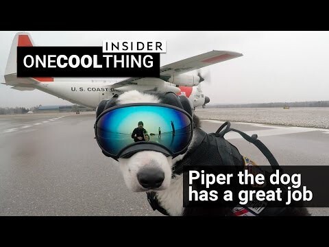 Собака на работе в аэропорту