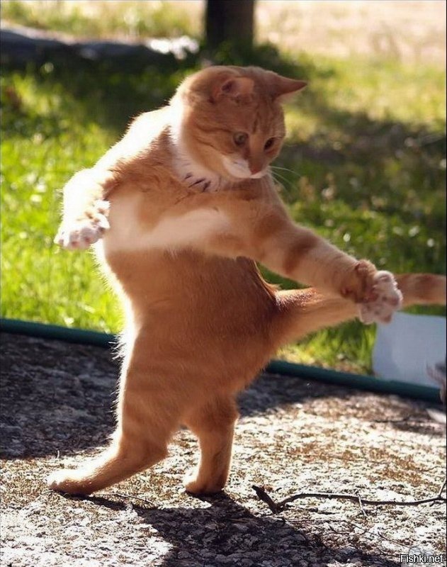 — Ах, — сказала Кошка, слушая их разговор, — эта Женщина очень умна, но, коне...