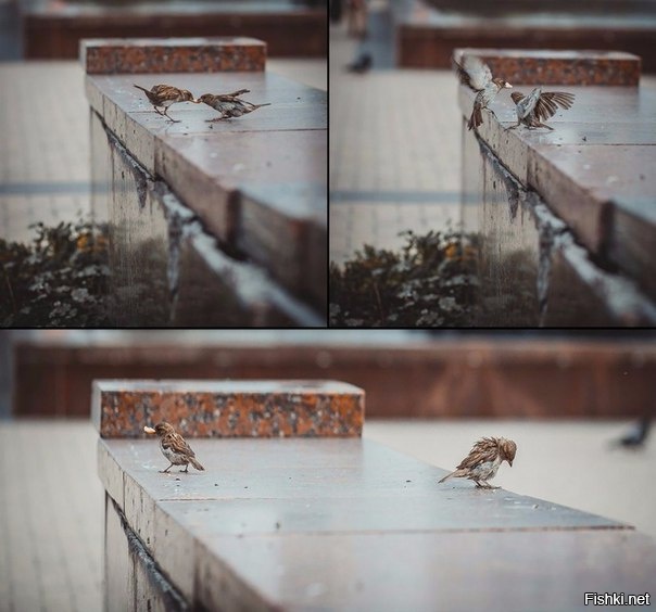 Воробушек обиделся