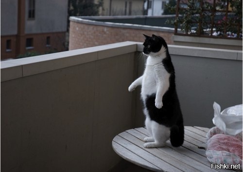 Если скрестить кота с пингвином