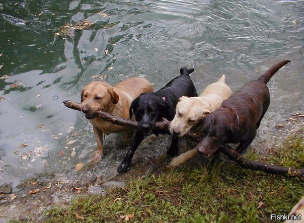 Собаки ценят командный дух 