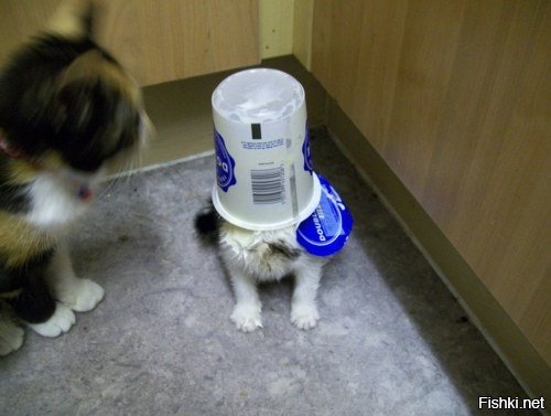 Как сожрать сметану, и не спалиться