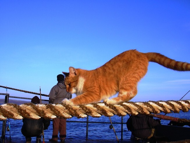 Корабельный кот Фрол