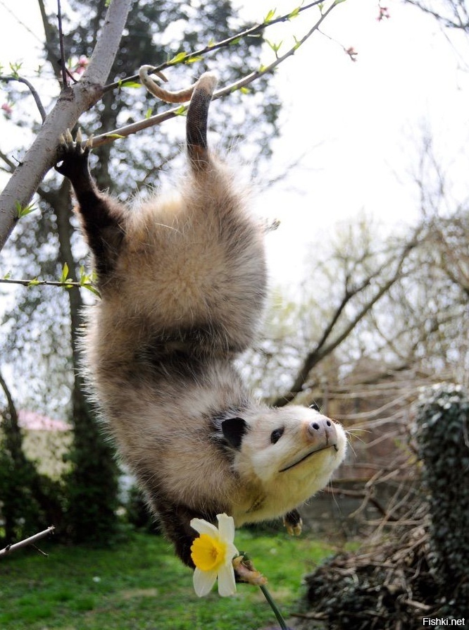 Весна пришла