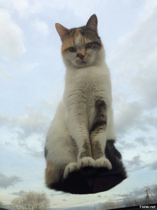 Постигла дзен))) 