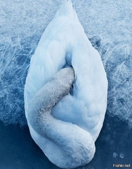 Так спят лебеди