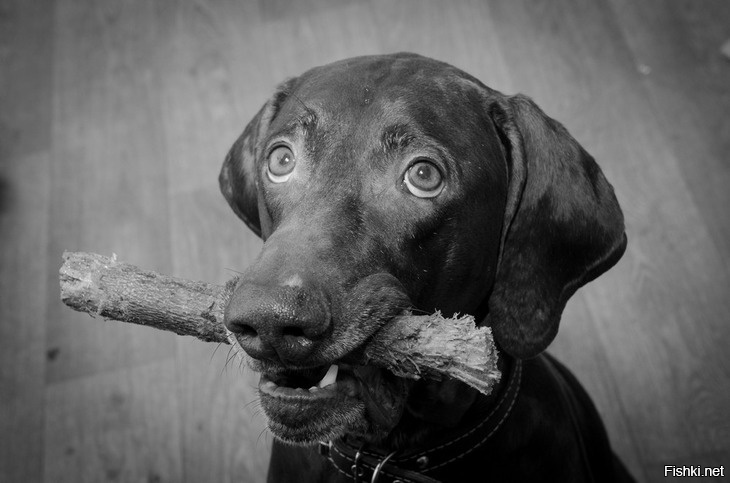 ПРЕДАННОСТЬ