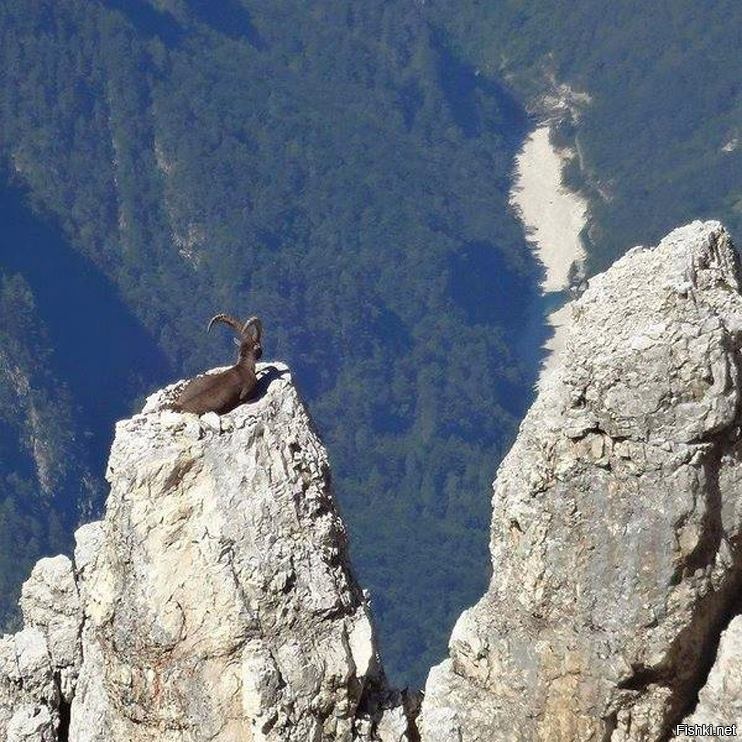 Орёл, говорите