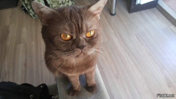 Погладь меня