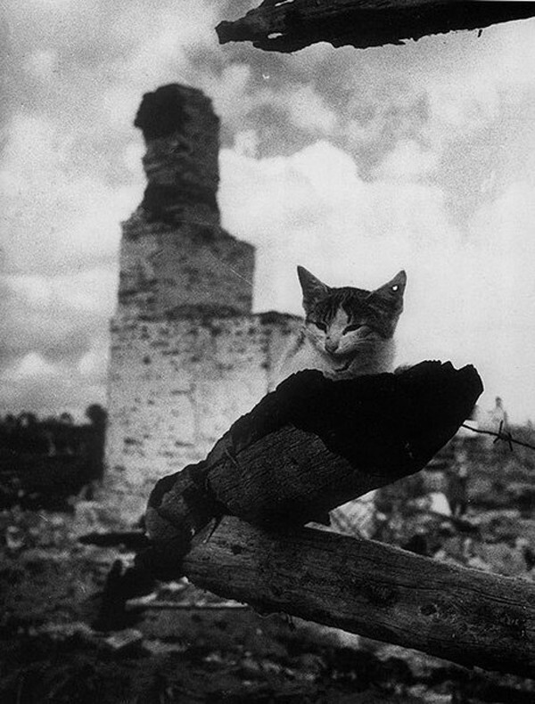 Кошки и коты Великой Отечественной войны