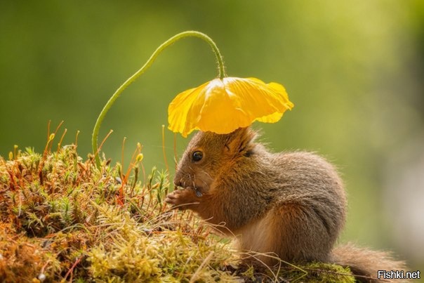 Все дело в шляпе