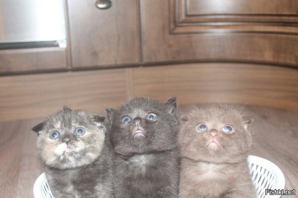 Все думал, кого они мне напоминают, потом вспомнил