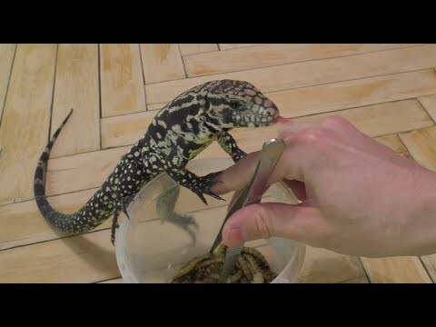 Ящерица Тегу