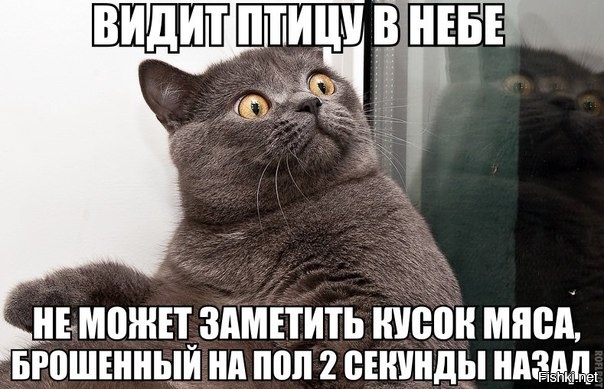 Даа, иногда они реально тупят 