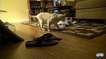 Я бы тоже шуганулся если бы тапки вдруг сами двигаться начали