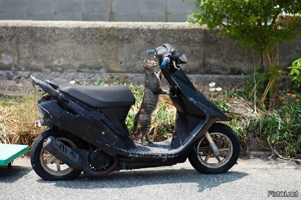 -Сцуко, и тут ключей не оставили