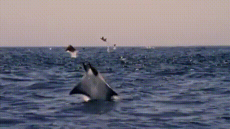 Орлята учатся летать