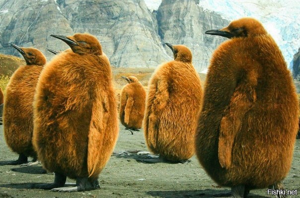 Птенцы королевских пингвинов