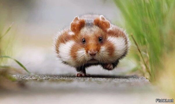 Вы когда-нибудь видели бегущего хомяка