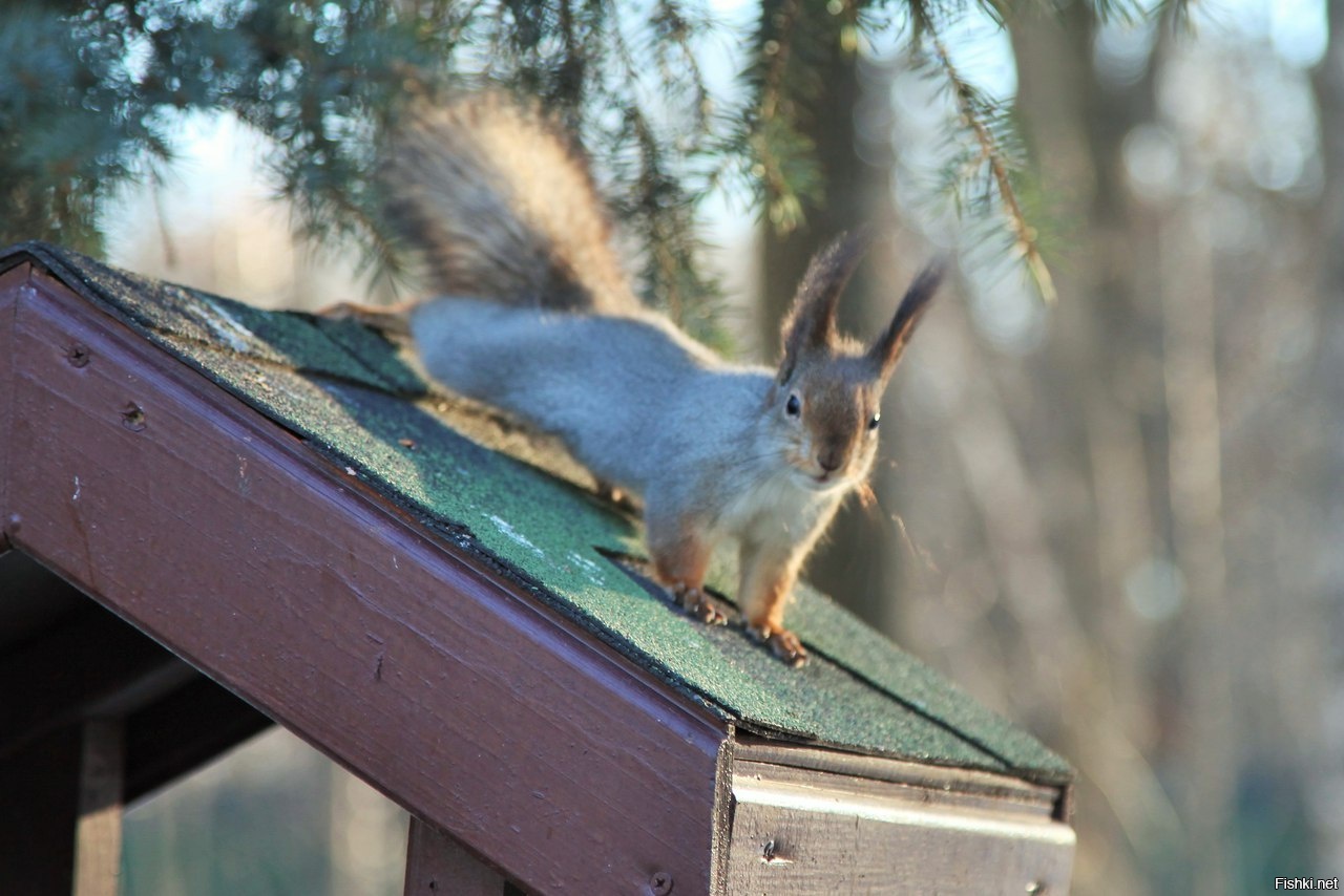 Тем временем женщины в скором времени одарят ВАС четырьмя выходными днями 