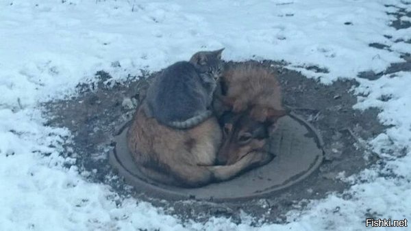 Если на небольшом «островке теплоты» не хватает места для двоих друзей, то он...