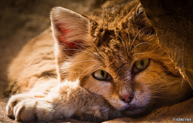 Лучезарного утра жителям Камчатки, Сахалина, Приморья и восточной части Сибири