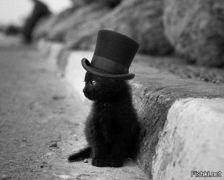 маленький джентльмен 