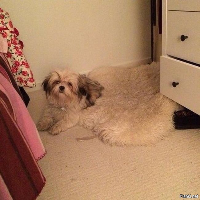 собака - ковряка