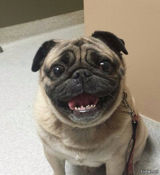 ...когда тебе говорят, что ты скоро будешь папой! 