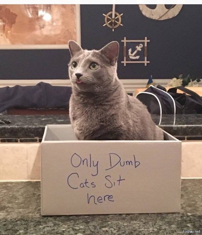 &quot;Только тупые кошки сидят здесь&quot;