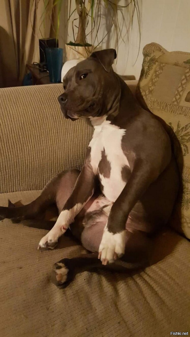 Ты часом не стукачёк мил человек