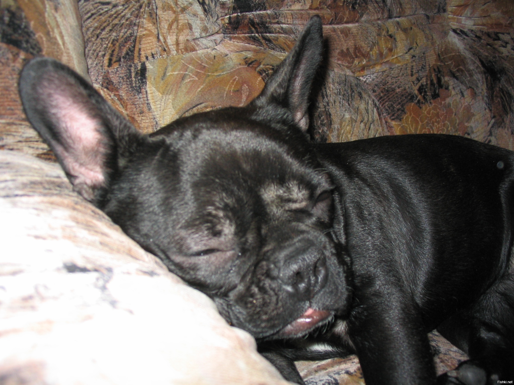 Моя Капочка