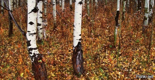 Мастера маскировки