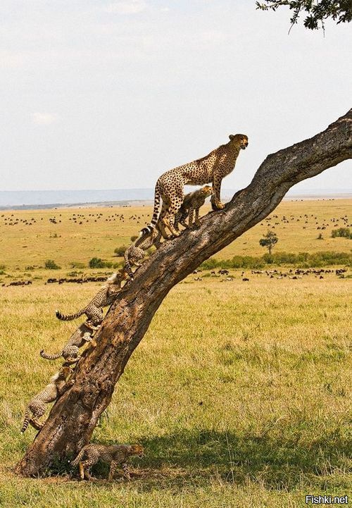 Дом для леопардов