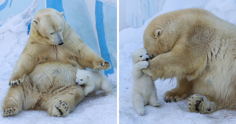 Медведица Герда из Новосибирского зоопарка впервые вывела своего детеныша из берлоги