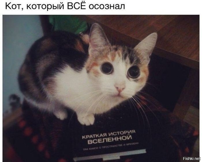 Из солянки