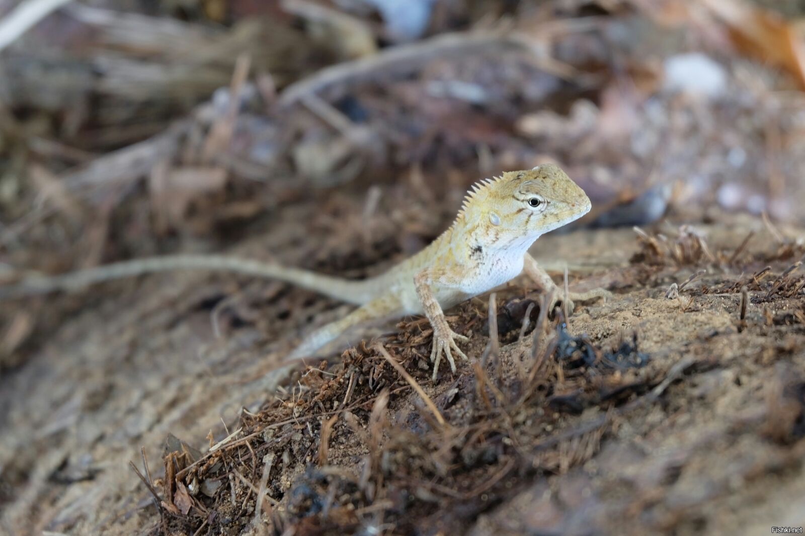 Ну все, фишкяне, доел последнего ежа, еду в Таиланд спасаться от голода