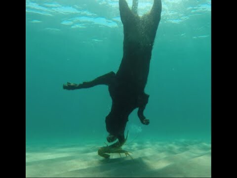 Дрессировщик собак Алекс Шульц обучил лабрадора нырять и доставать лобстеров