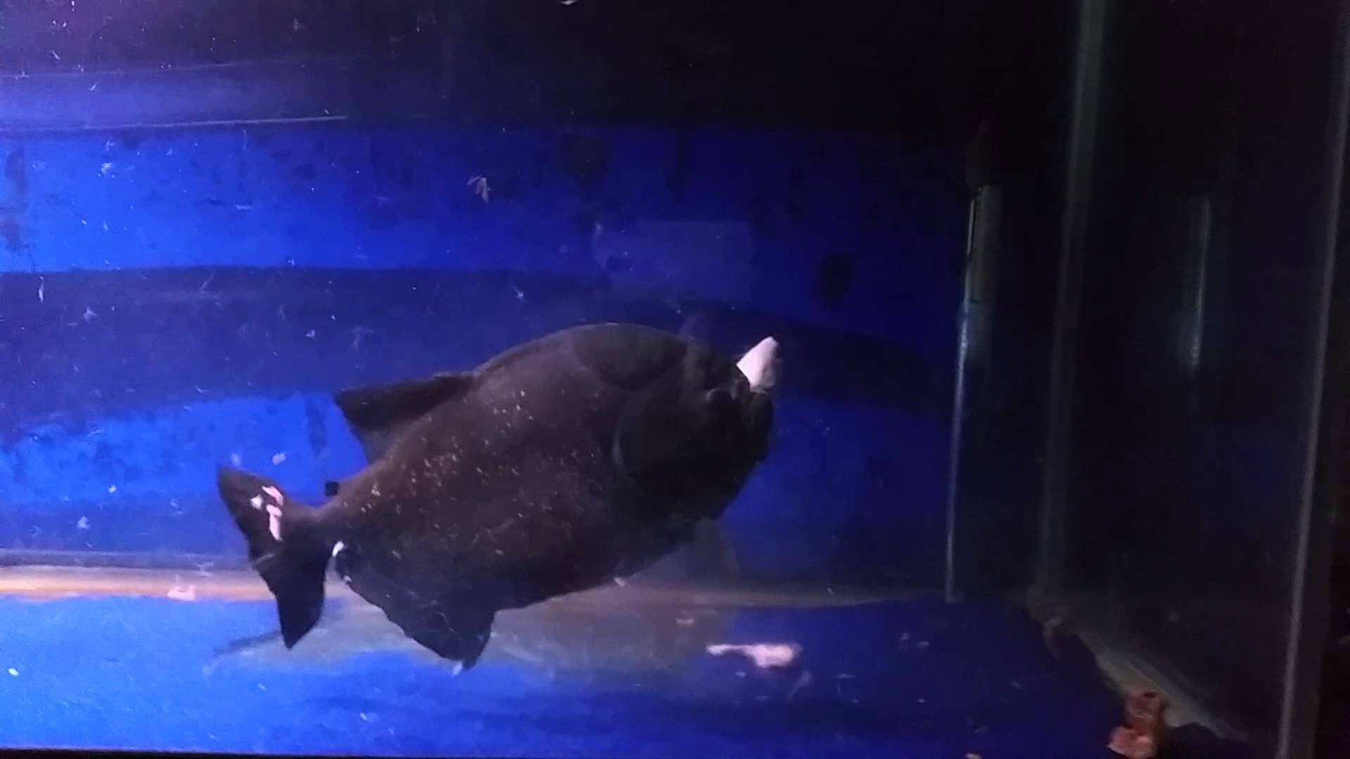 Мужик кормит домашнюю пиранью крысой