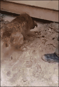 Этой собаке, около каждого бэби-бокса памятник поставить нужно