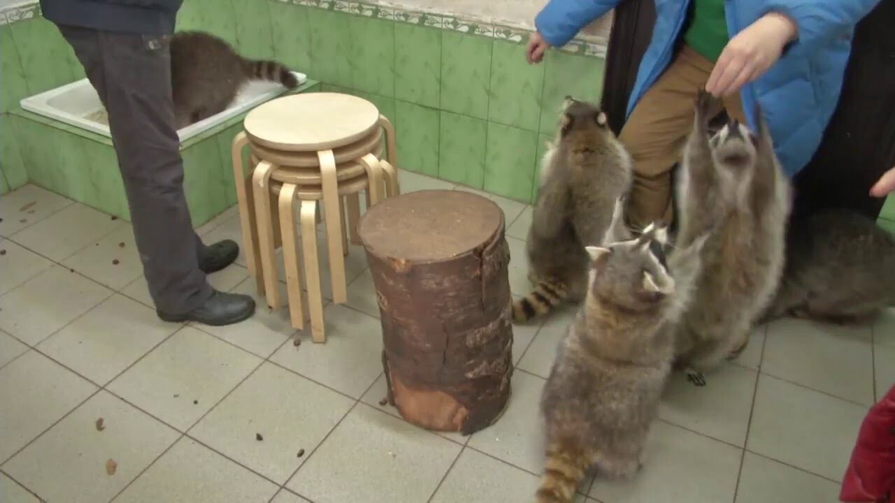 Китайские корреспонденты побывали в Доме енота