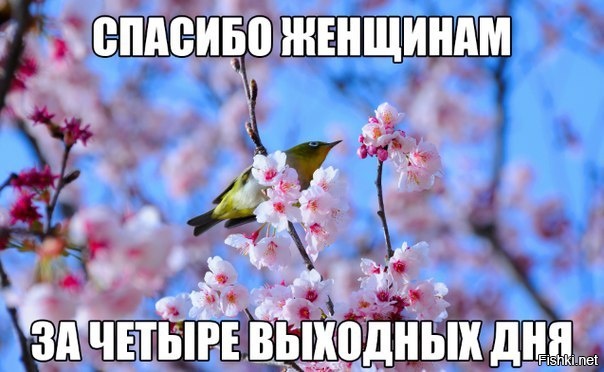 Из солянки
