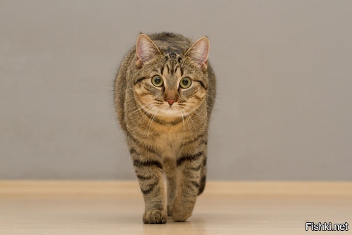 -Чё это там у них