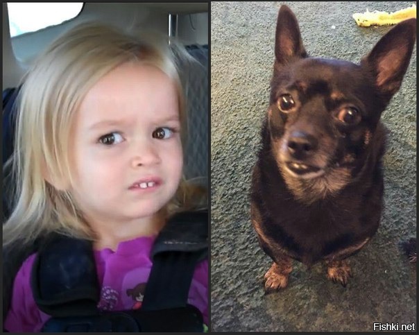 Подозрительное сходство