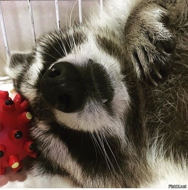 Выходные-Дрыходные