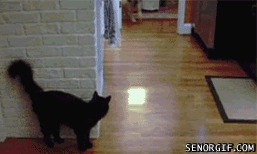 И на кошек ноль внимания, вот это воспитание